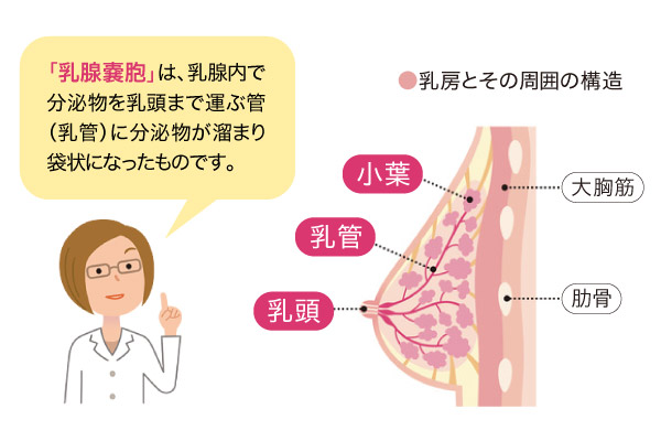 嚢胞が心配 女性のための健やか便り Aic八重洲クリニック 乳腺外科 東京